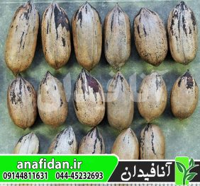 نهال گردو پکان