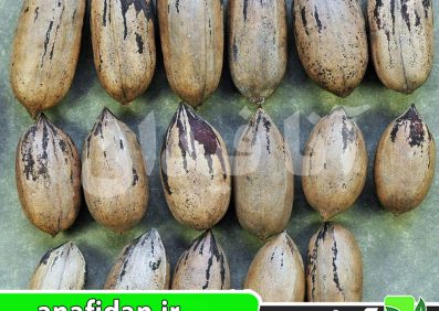 نهال گردو پکان