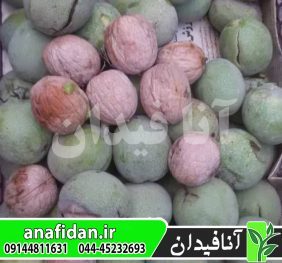 نهال گردو چندلر