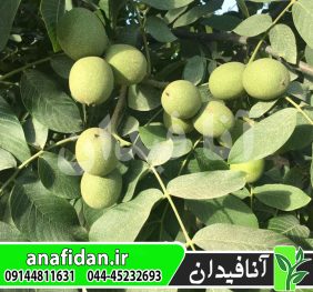 نهال گردو کاغذی