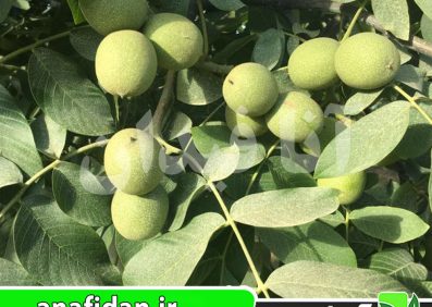 نهال گردو کاغذی