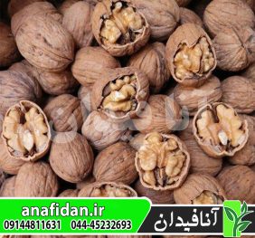 نهال گردو مراغه