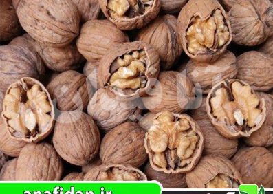 نهال گردو مراغه