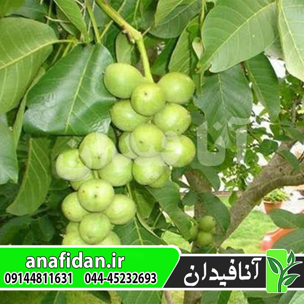 نهال گردو یالووا