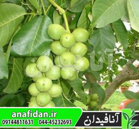 نهال گردو یالووا