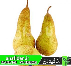 نهال گلابی آباته فتل