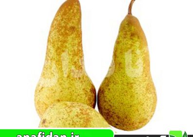 نهال گلابی آباته فتل
