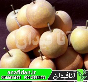 نهال گلابی آسیاسی شینگو
