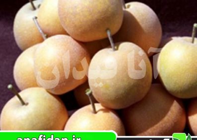 نهال گلابی آسیاسی شینگو