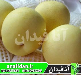 نهال گلابی آسیایی هوسوی