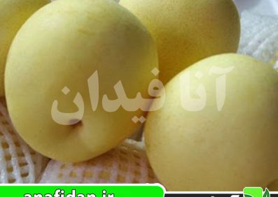 نهال گلابی آسیایی هوسوی
