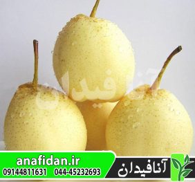نهال گلابی آسیایی یالی