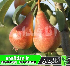 نهال گلابی اتروسکا