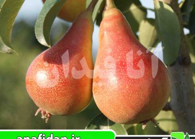 نهال گلابی اتروسکا