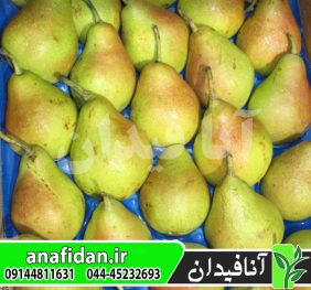 نهال گلابی اسپادونا