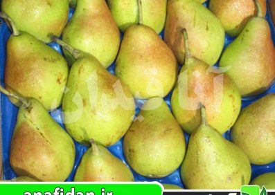 نهال گلابی اسپادونا
