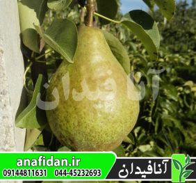 نهال گلابی اوکسانا