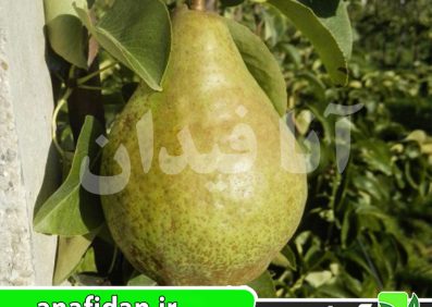 نهال گلابی اوکسانا