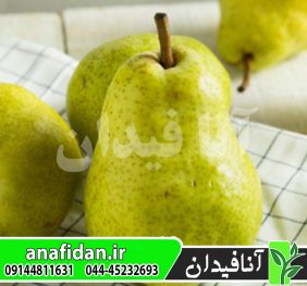 نهال گلابی بارتلت