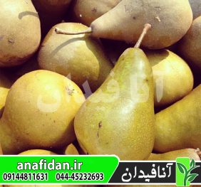 نهال گلابی باسک
