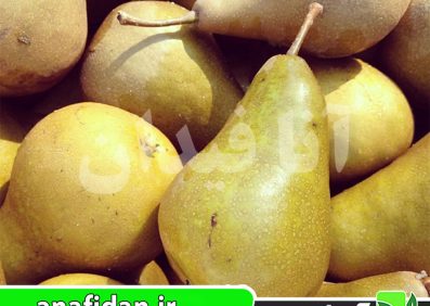نهال گلابی باسک