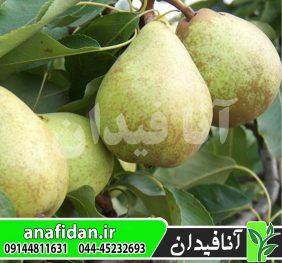 نهال گلابی بث