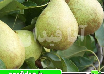 نهال گلابی بث