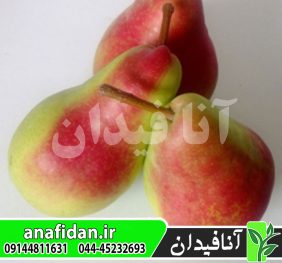 نهال گلابی بوتیرا برکاش
