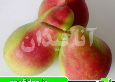 نهال گلابی بوتیرا برکاش