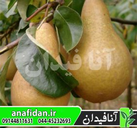 نهال گلابی بورهادی