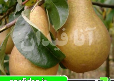 نهال گلابی بورهادی
