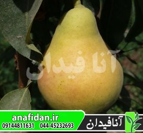 نهال گلابی بیروتی
