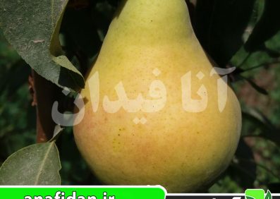 نهال گلابی بیروتی