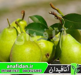 نهال گلابی توسکا