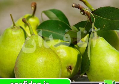 نهال گلابی توسکا