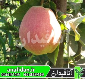 نهال گلابی درگز