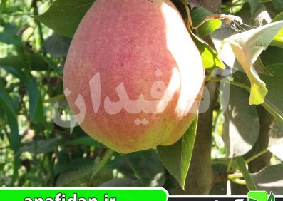 نهال گلابی درگز