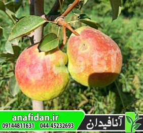 نهال گلابی دوشیز