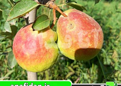 نهال گلابی دوشیز