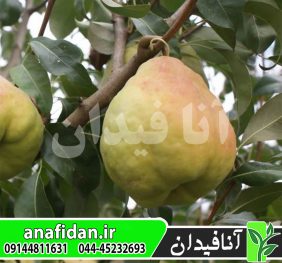 نهال گلابی دوچی