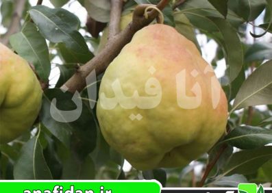 نهال گلابی دوچی