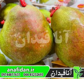 نهال گلابی دکانا