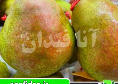 نهال گلابی دکانا