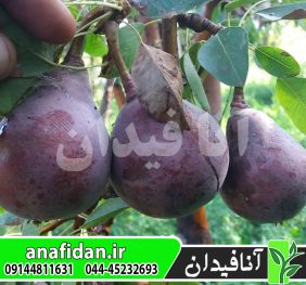 نهال گلابی رد دی آنجو