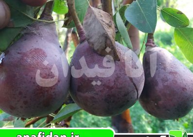 نهال گلابی رد دی آنجو