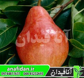 نهال گلابی رد ویلیام