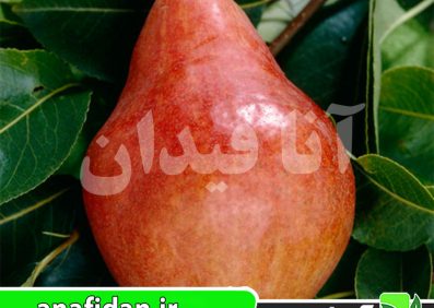 نهال گلابی رد ویلیام