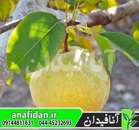 نهال گلابی سیبری