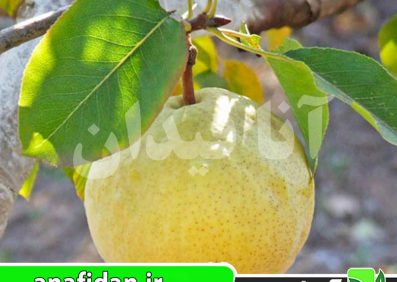 نهال گلابی سیبری