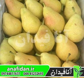نهال گلابی شاه میوه